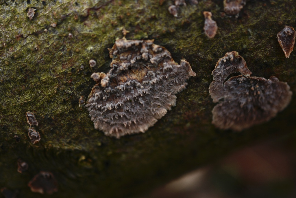 Heteroradulum deglubens · January 2026 · photo: © cryptomarasmius (iNaturalist, cc-by)