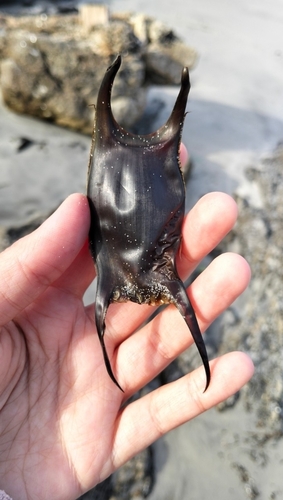 Raja undulata