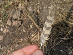 Caprimulgus climacurus