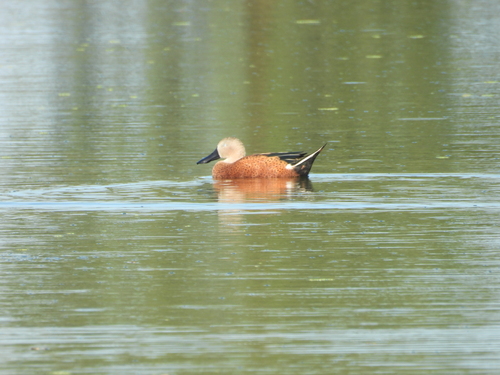 Red Shoveler (Spatula platalea), photo 6