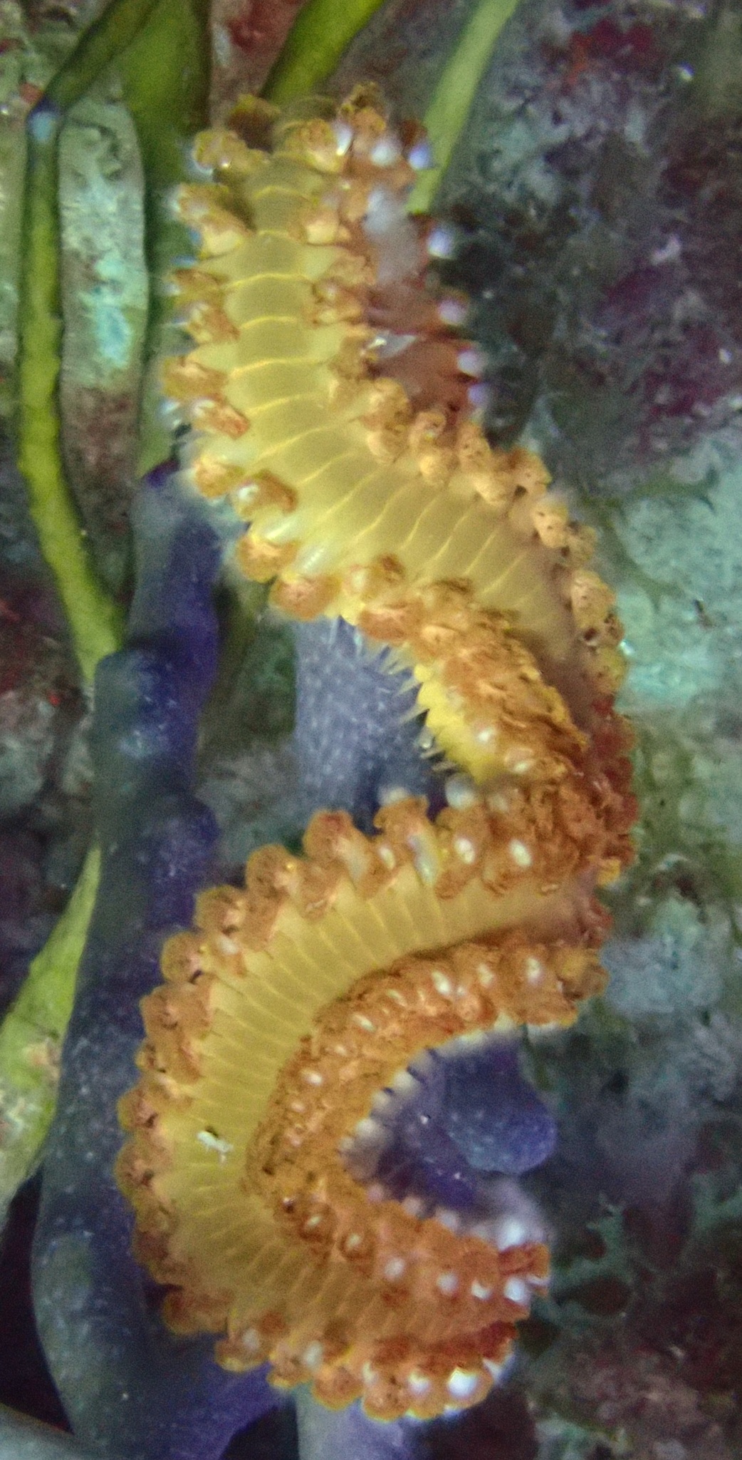 Hermodice carunculata (Pallas, 1766)