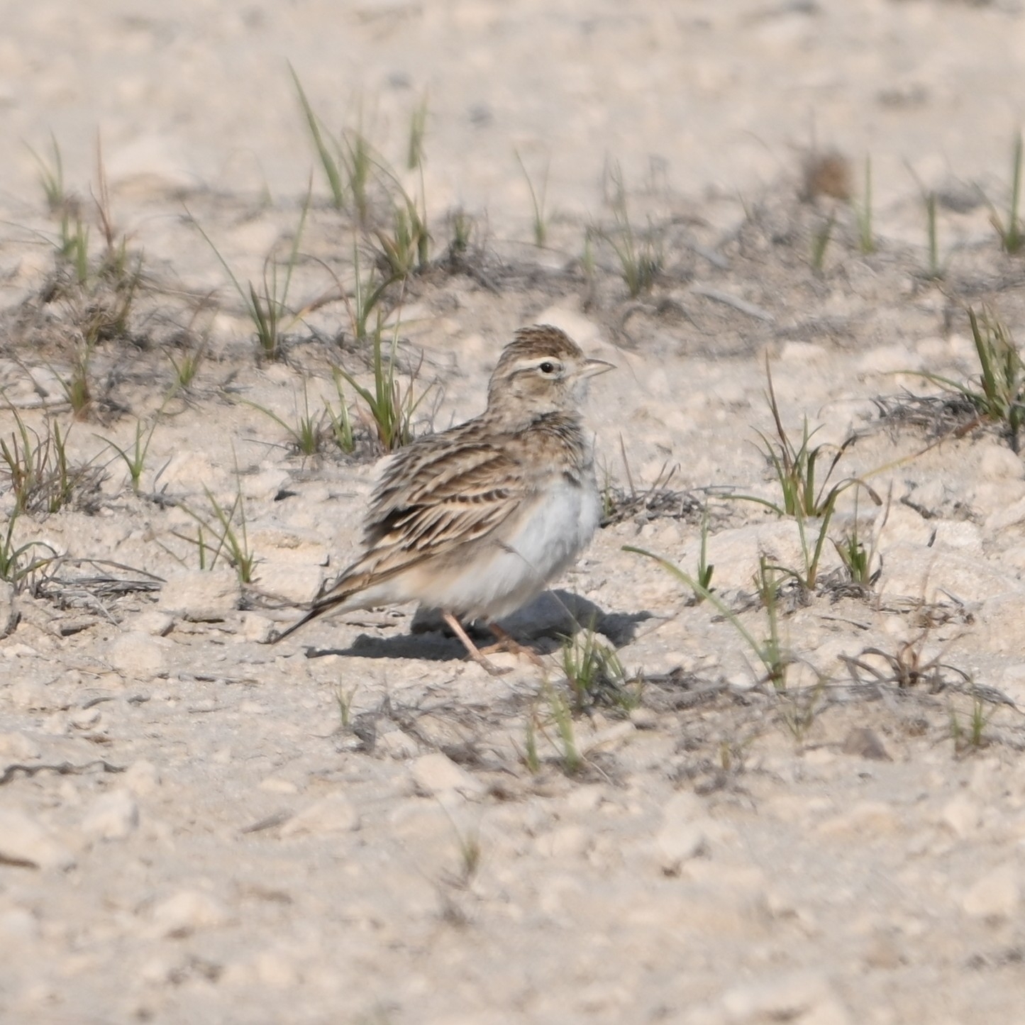 Greater Short-toed Lark (Calandrella brachydactyla), photo 1