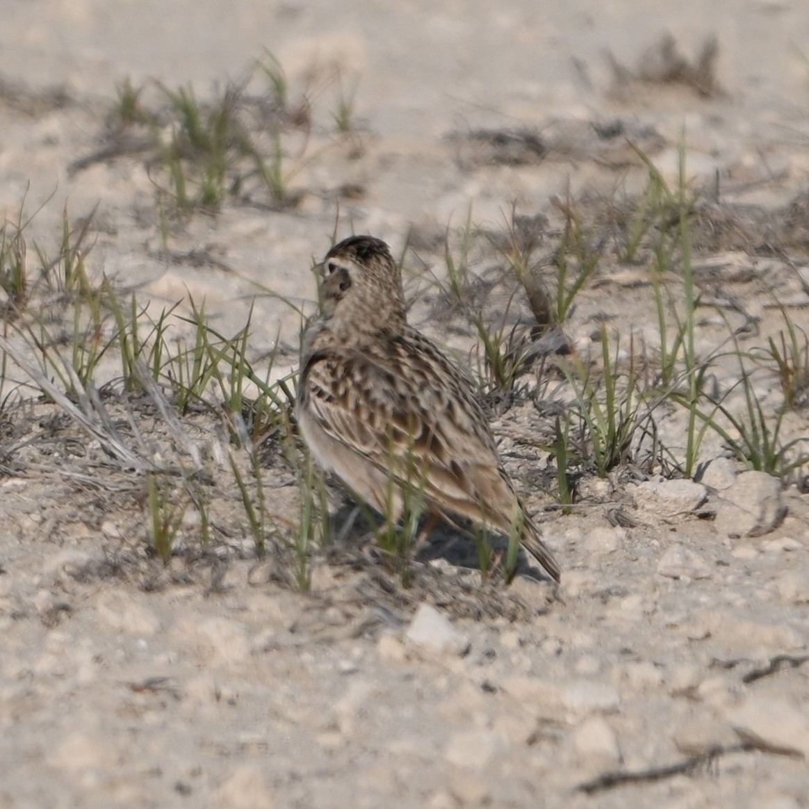 Greater Short-toed Lark (Calandrella brachydactyla), photo 2