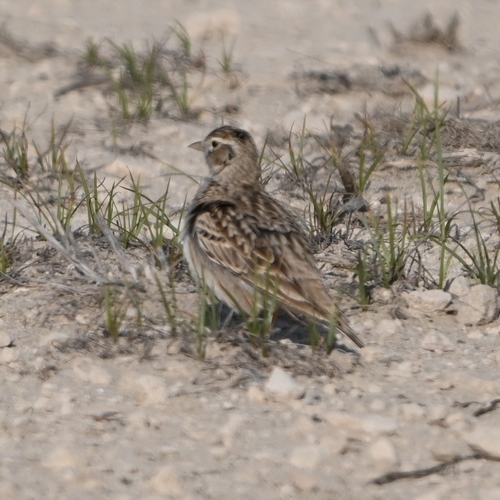 Greater Short-toed Lark (Calandrella brachydactyla), photo 6