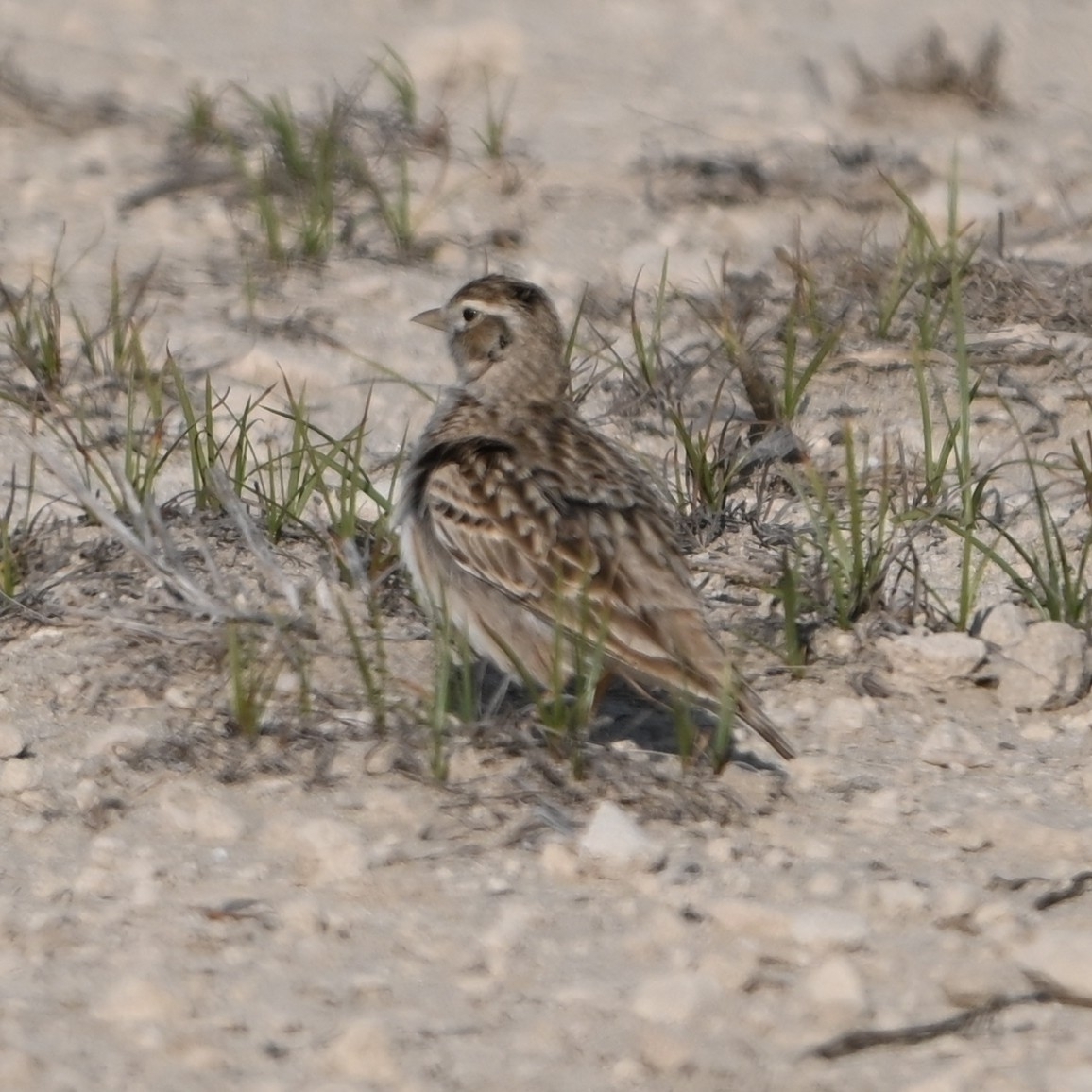 Greater Short-toed Lark (Calandrella brachydactyla), photo 3