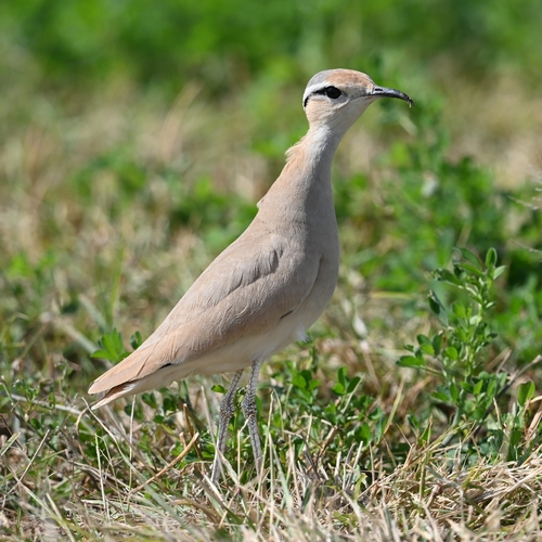 Cream-colored Courser (Cursorius cursor), photo 4