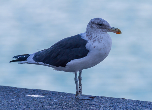 iNaturalist: (c) jose_madrid, some rights reserved (CC BY-NC), uploaded by jose_madrid iNaturalist image