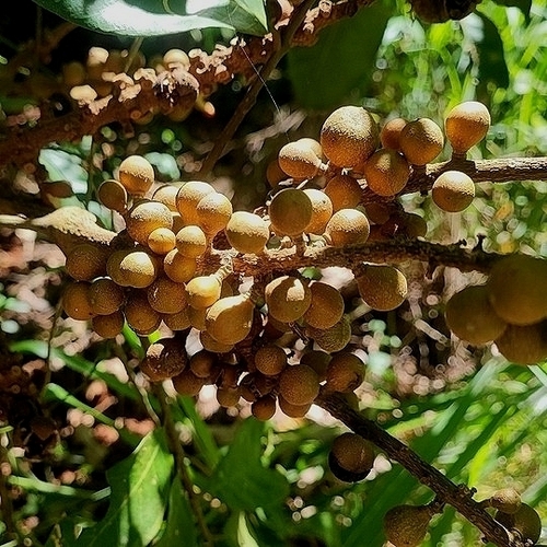 American muskwood