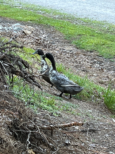 iNaturalist: (c) luvizzy0818, some rights reserved (CC BY-NC) iNaturalist image