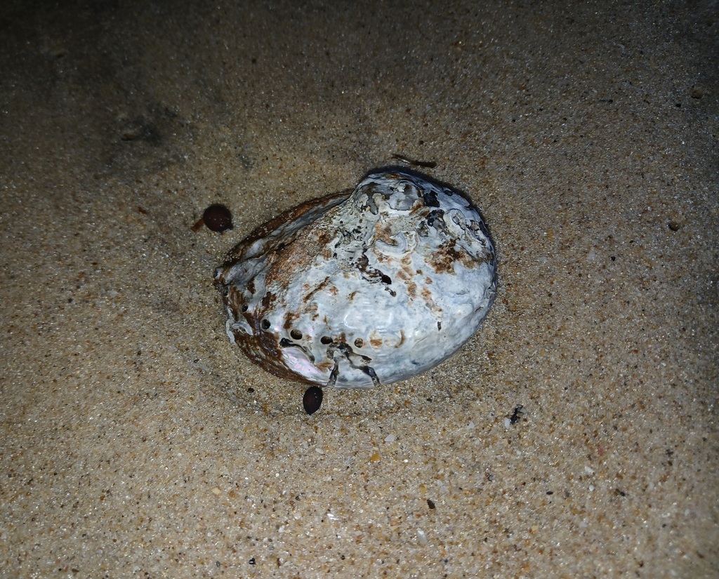 Circular ear shell from Port Noarlunga South SA 5167, Australia on ...