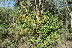 Croton sonorae