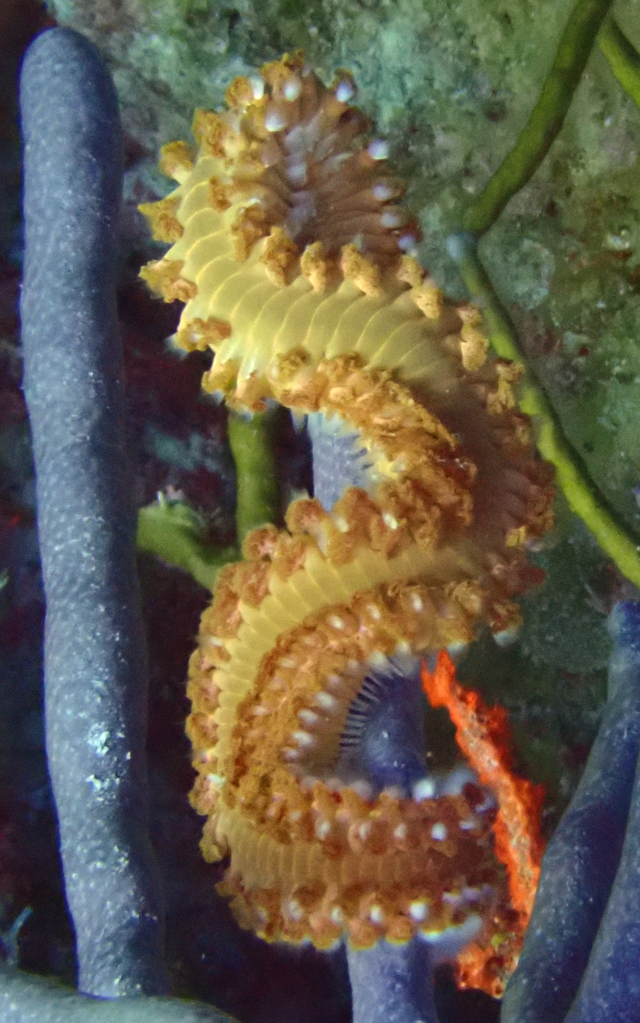 Hermodice carunculata (Pallas, 1766)