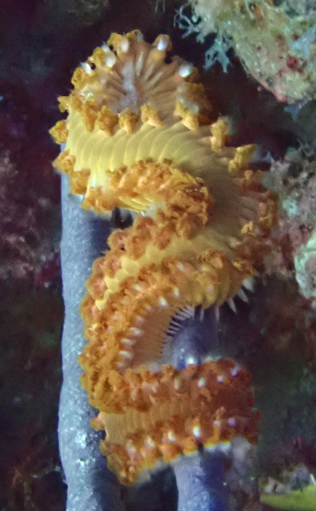Hermodice carunculata (Pallas, 1766)