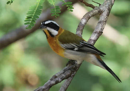 Western Spindalis (Spindalis zena)