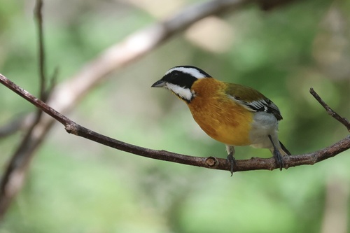 Western Spindalis (Spindalis zena), photo 2
