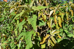 Croton sonorae