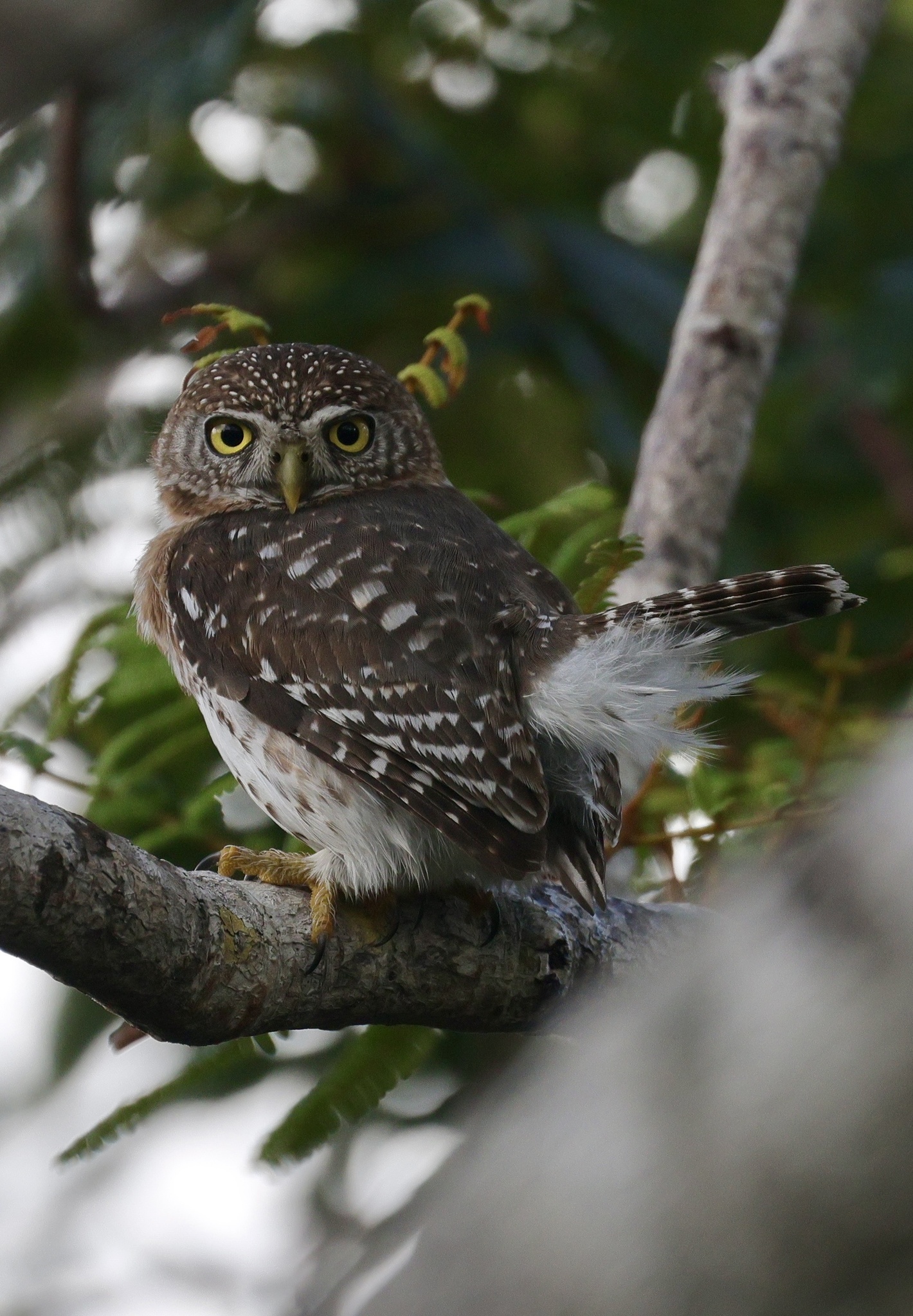 Cuban Pygmy Owl (Glaucidium siju), photo 1