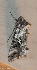 Syngrapha octoscripta