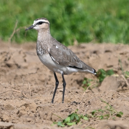 Avefría sociable (Vanellus gregarius)