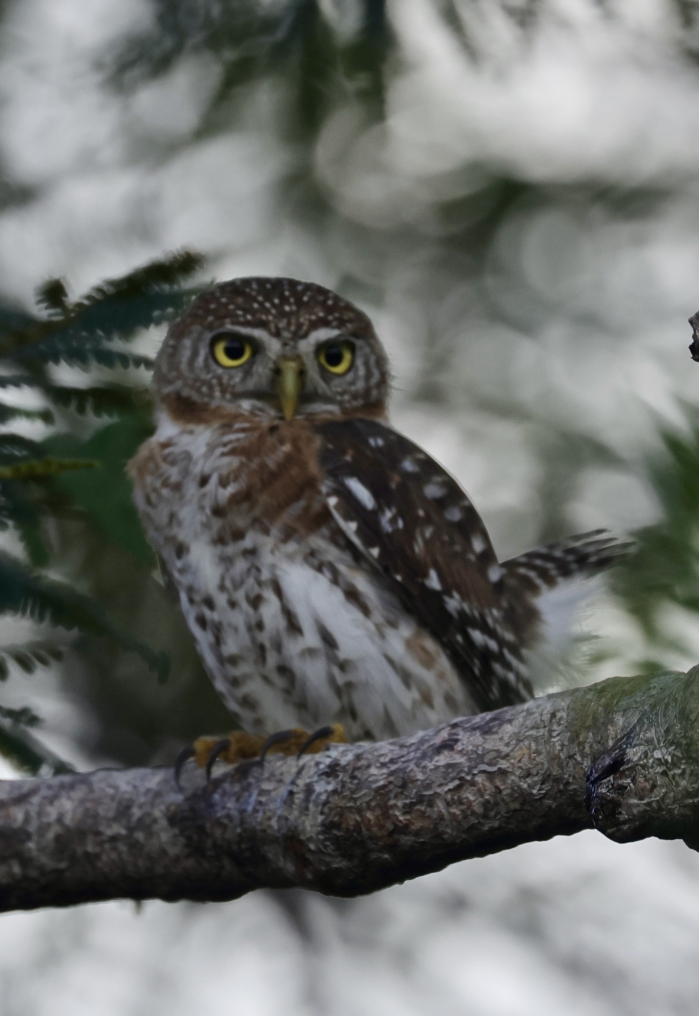 Cuban Pygmy Owl (Glaucidium siju), photo 2