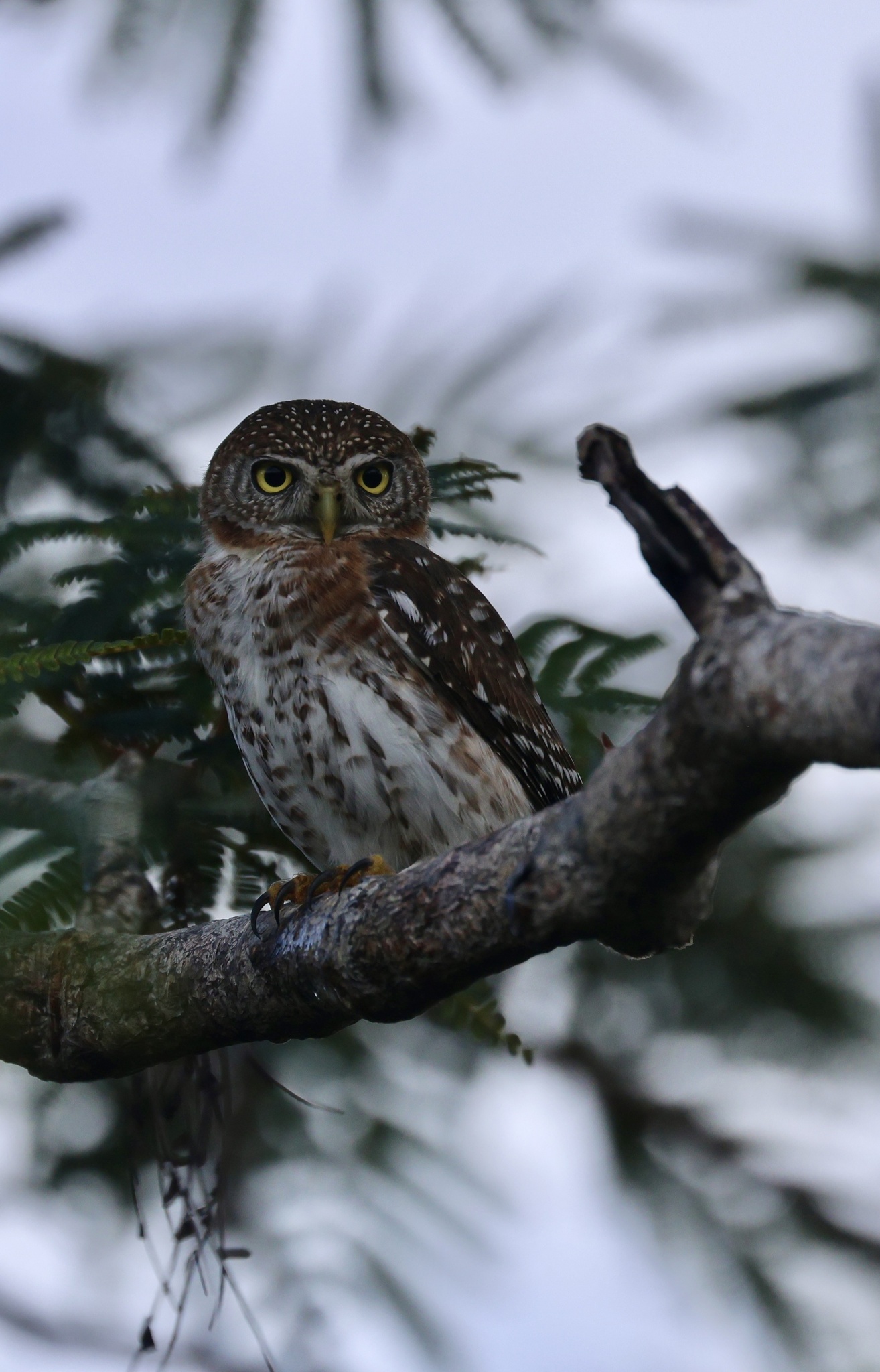 Cuban Pygmy Owl (Glaucidium siju), photo 3