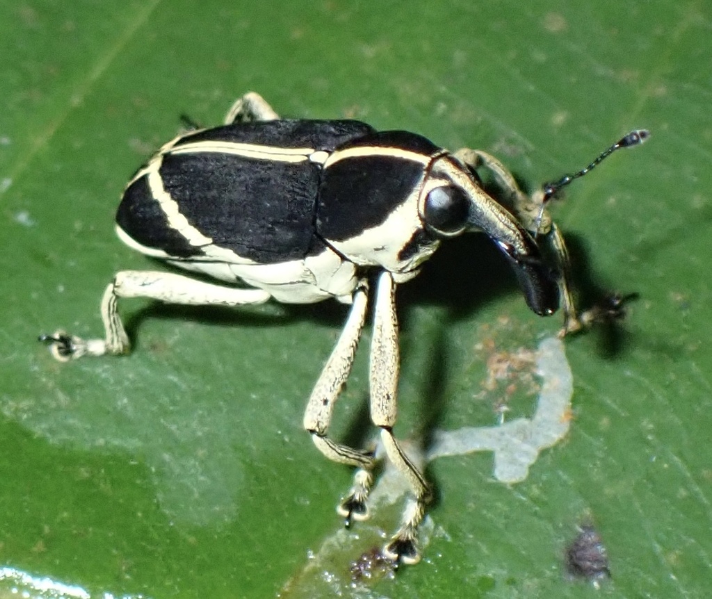 Peridinetus apricans
