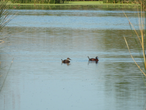Lake Duck (Oxyura vittata), photo 5
