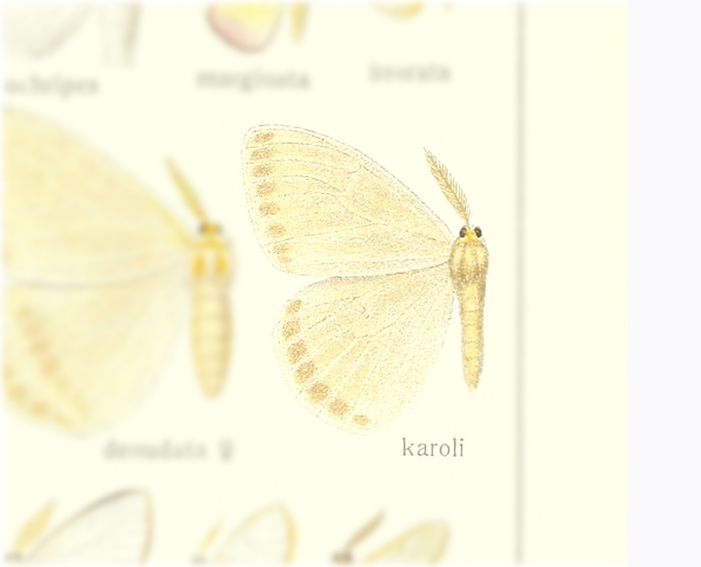 Sitvia karoli