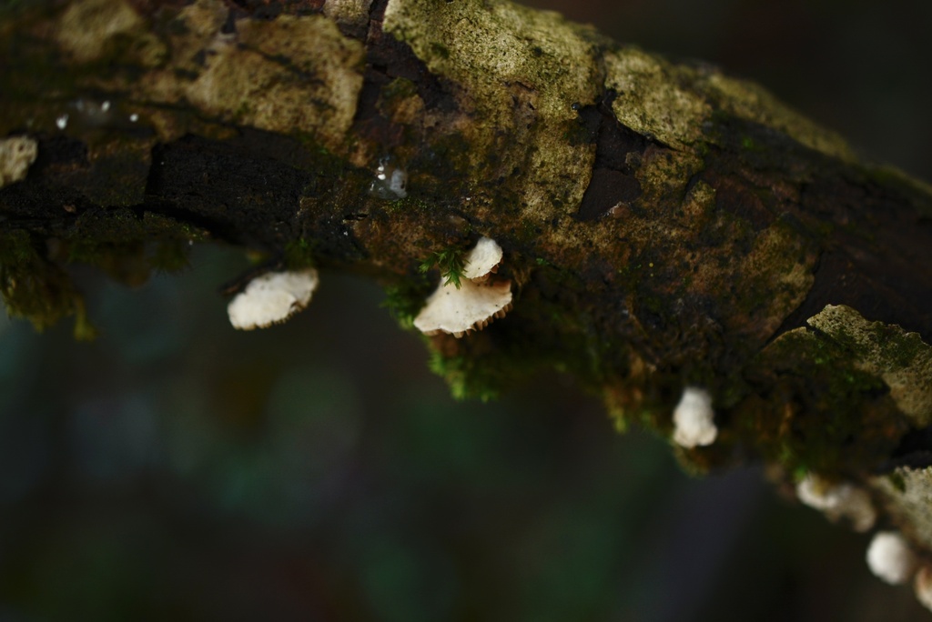 Crepidotus · January 2026 · photo: © cryptomarasmius (iNaturalist, cc-by)