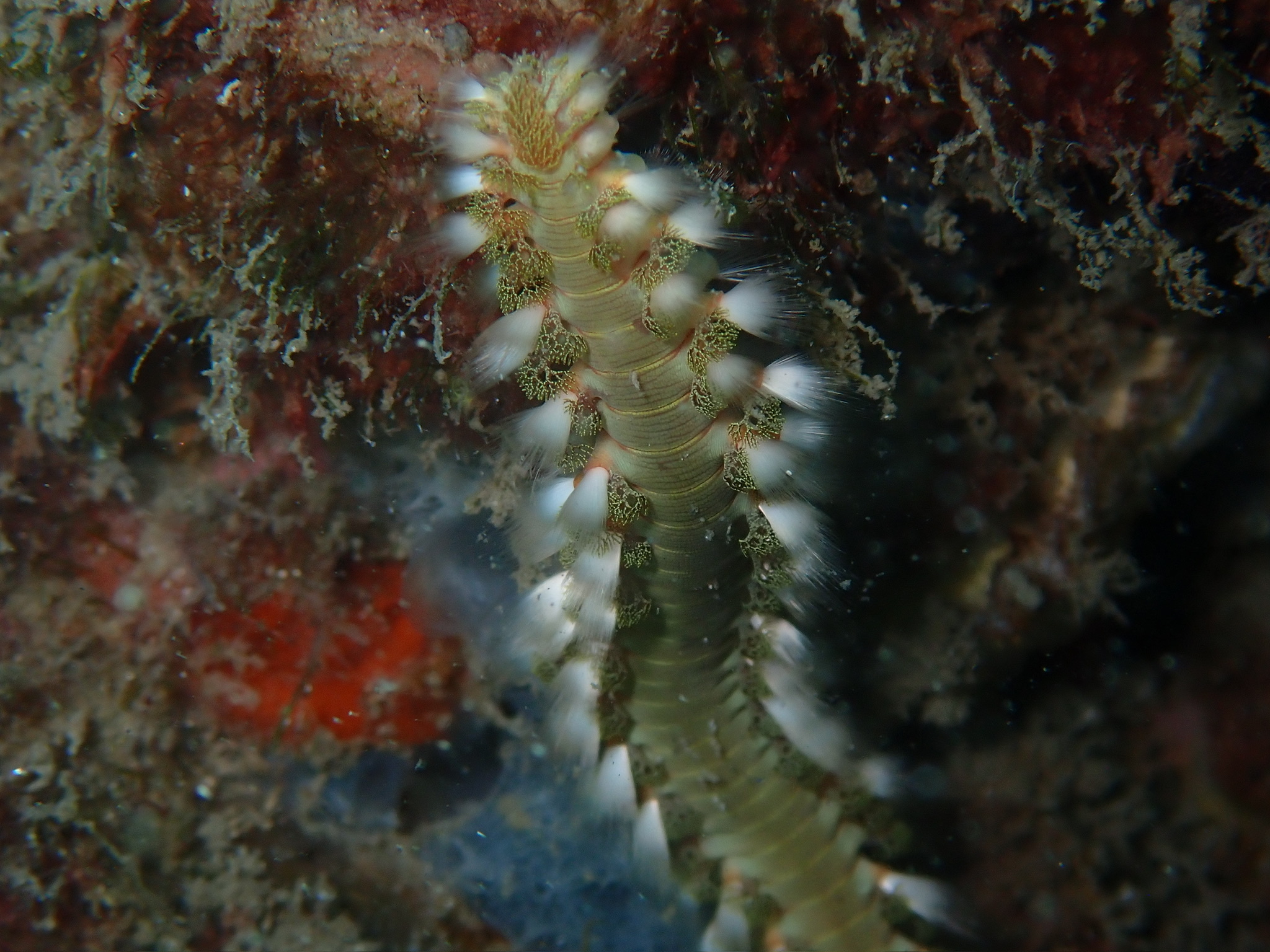 Hermodice carunculata (Pallas, 1766)