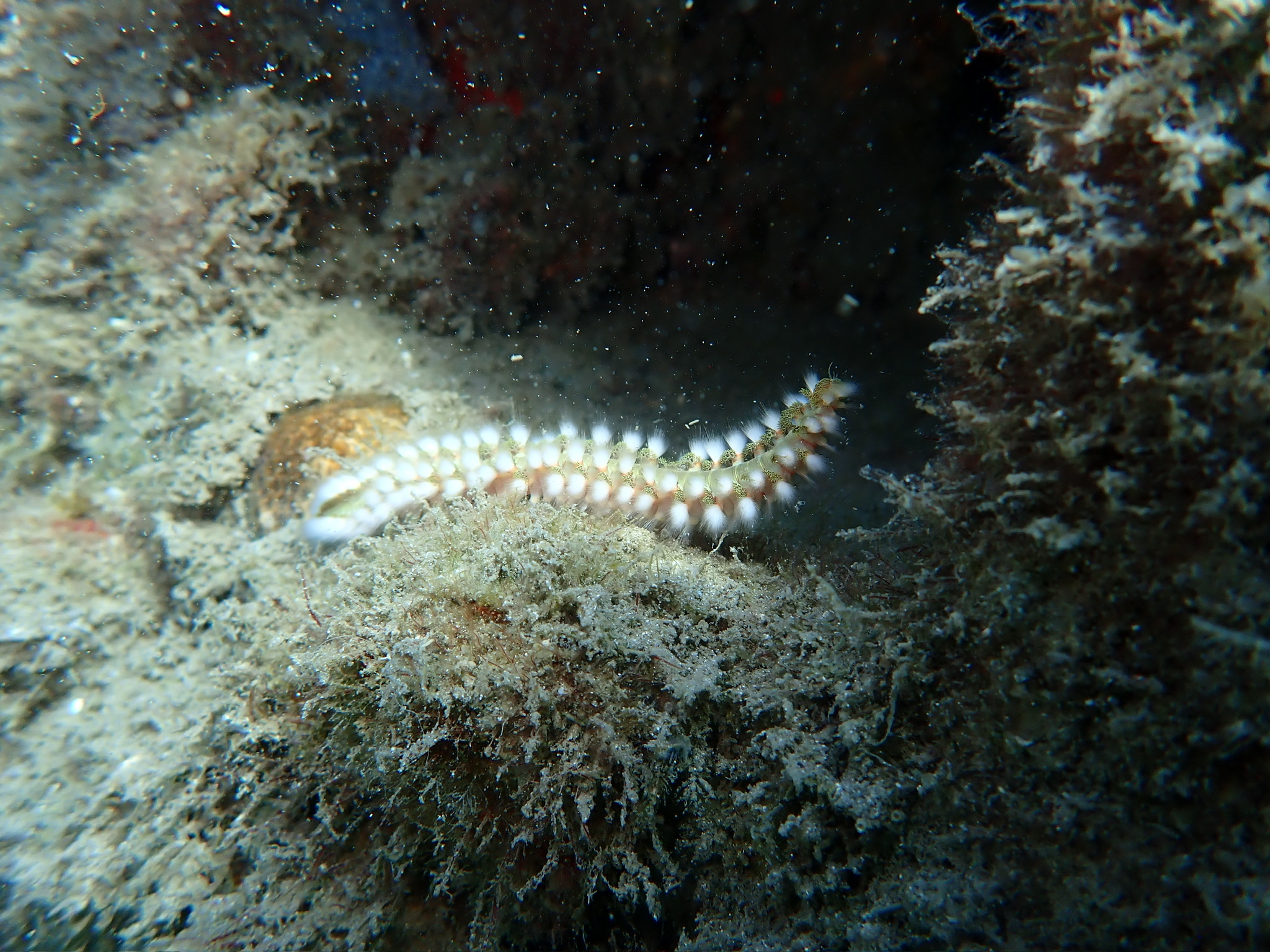 Hermodice carunculata (Pallas, 1766)