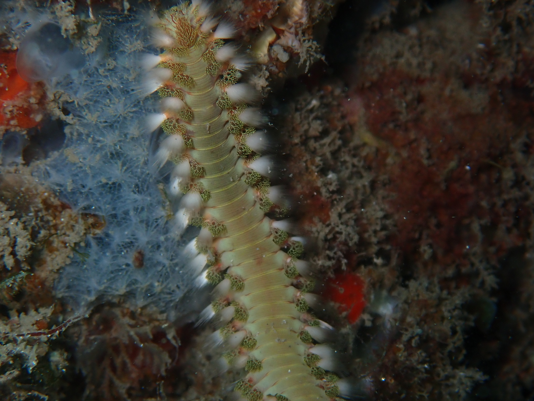 Hermodice carunculata (Pallas, 1766)