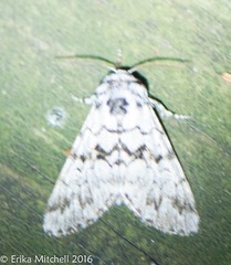 Panthea acronyctoides