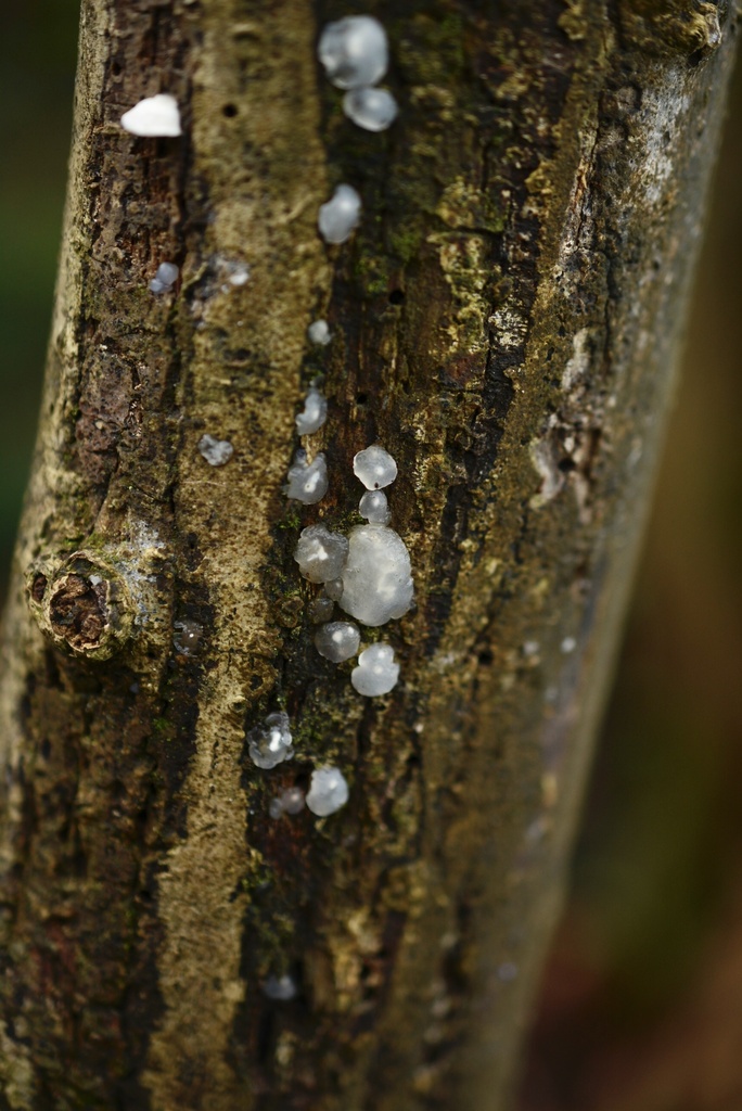 Myxarium nucleatum · January 2026 · photo: © cryptomarasmius (iNaturalist, cc-by)
