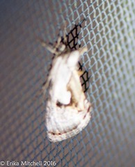 Chrysanympha formosa