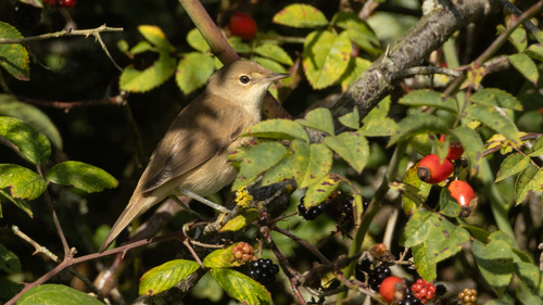 Carricero común (Acrocephalus scirpaceus)
