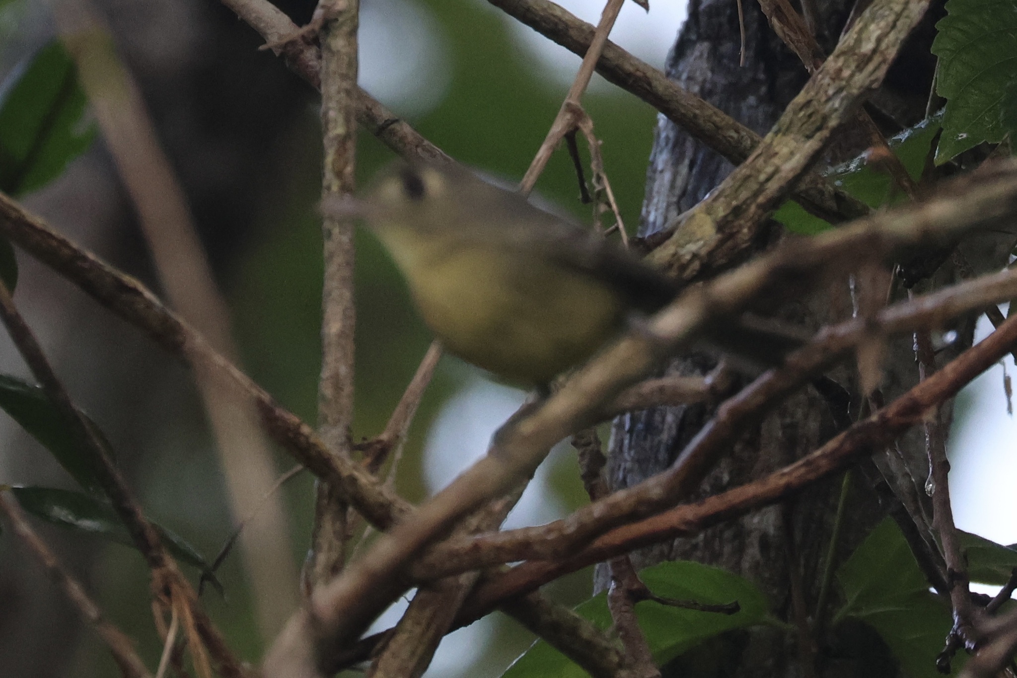 Cuban Vireo (Vireo gundlachii), photo 1