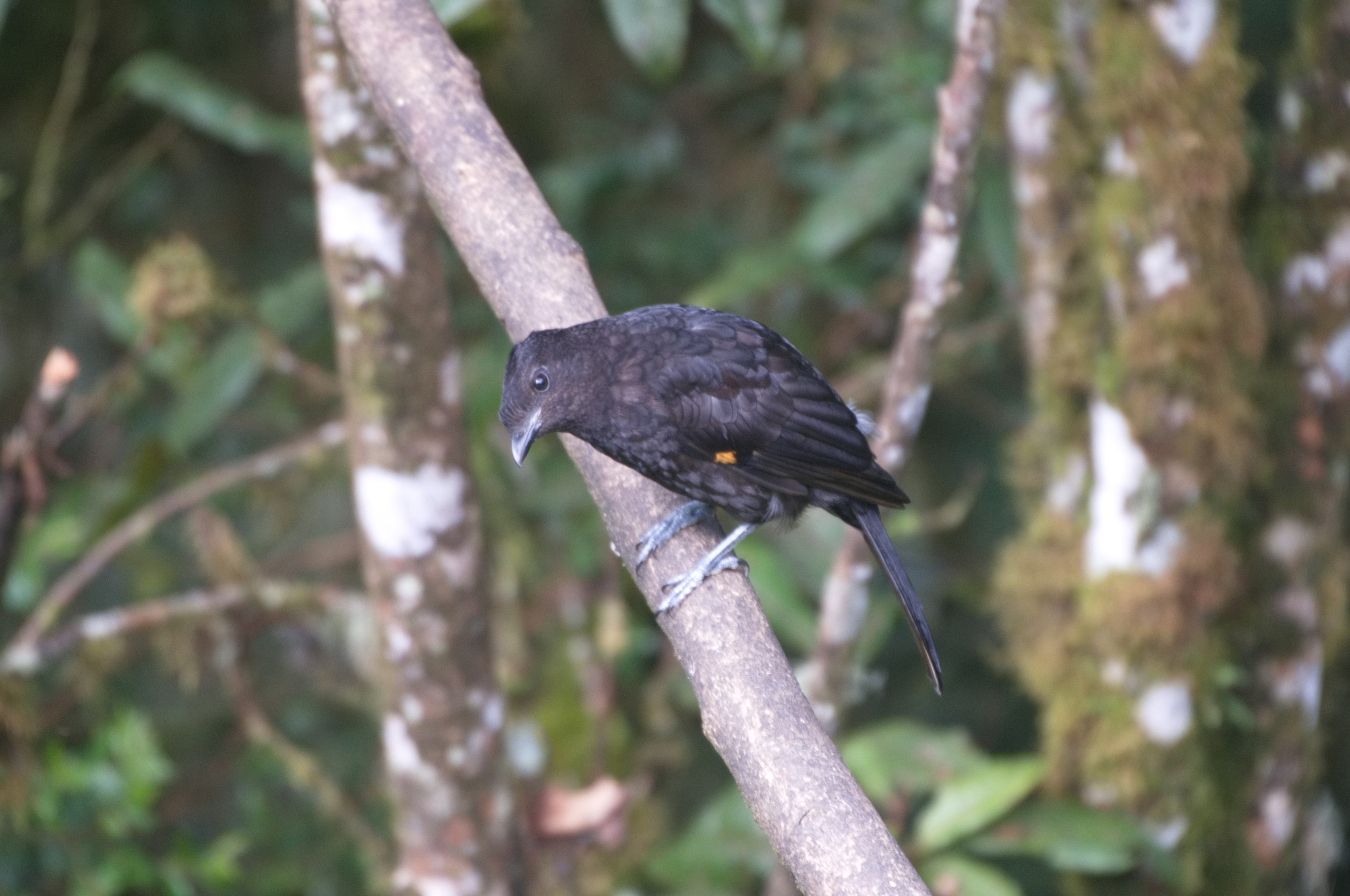 Archbold's Bowerbird (Archboldia papuensis), photo 1