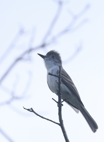 La Sagra's Flycatcher (Myiarchus sagrae), photo 2