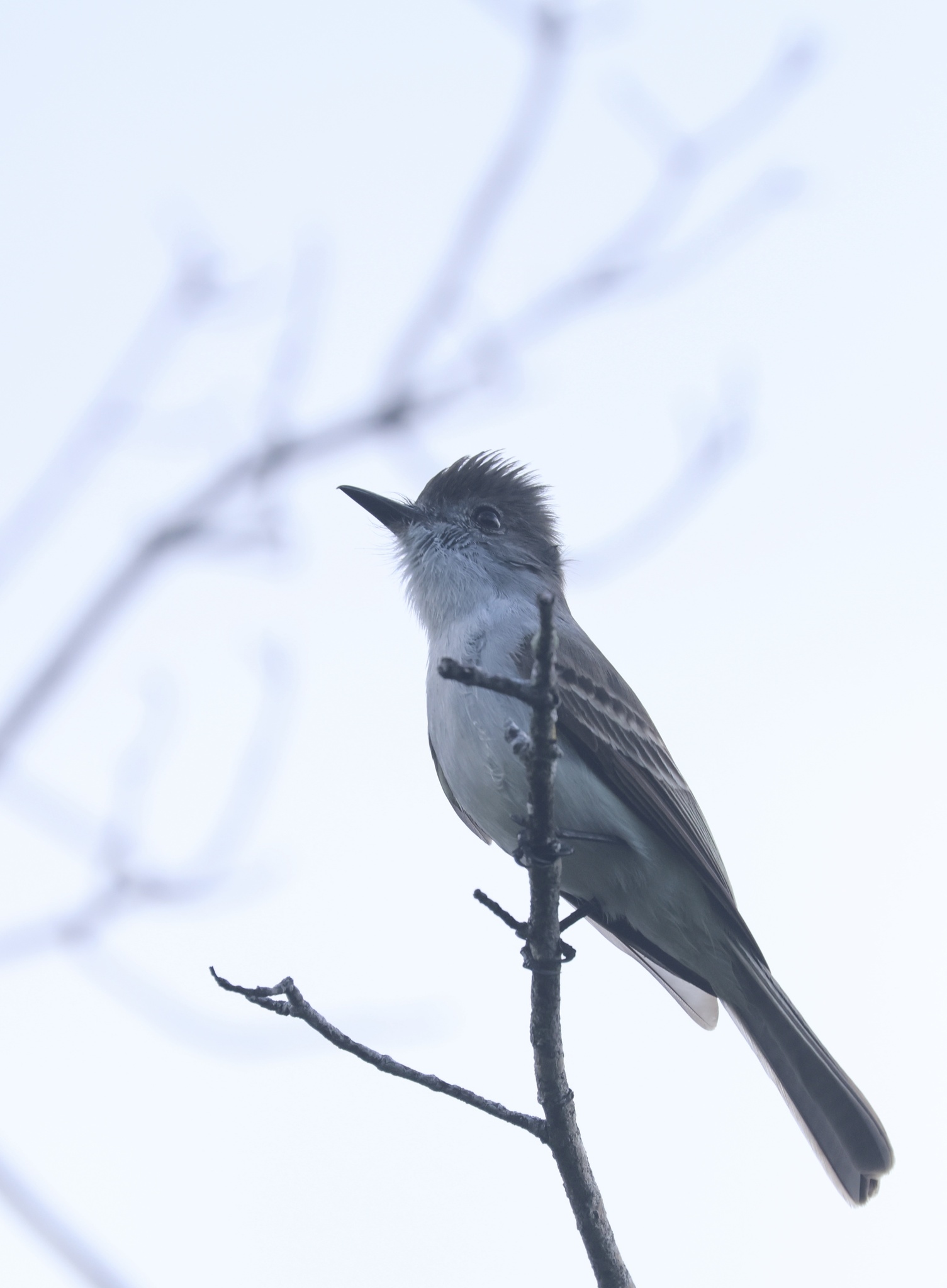 La Sagra's Flycatcher (Myiarchus sagrae), photo 2