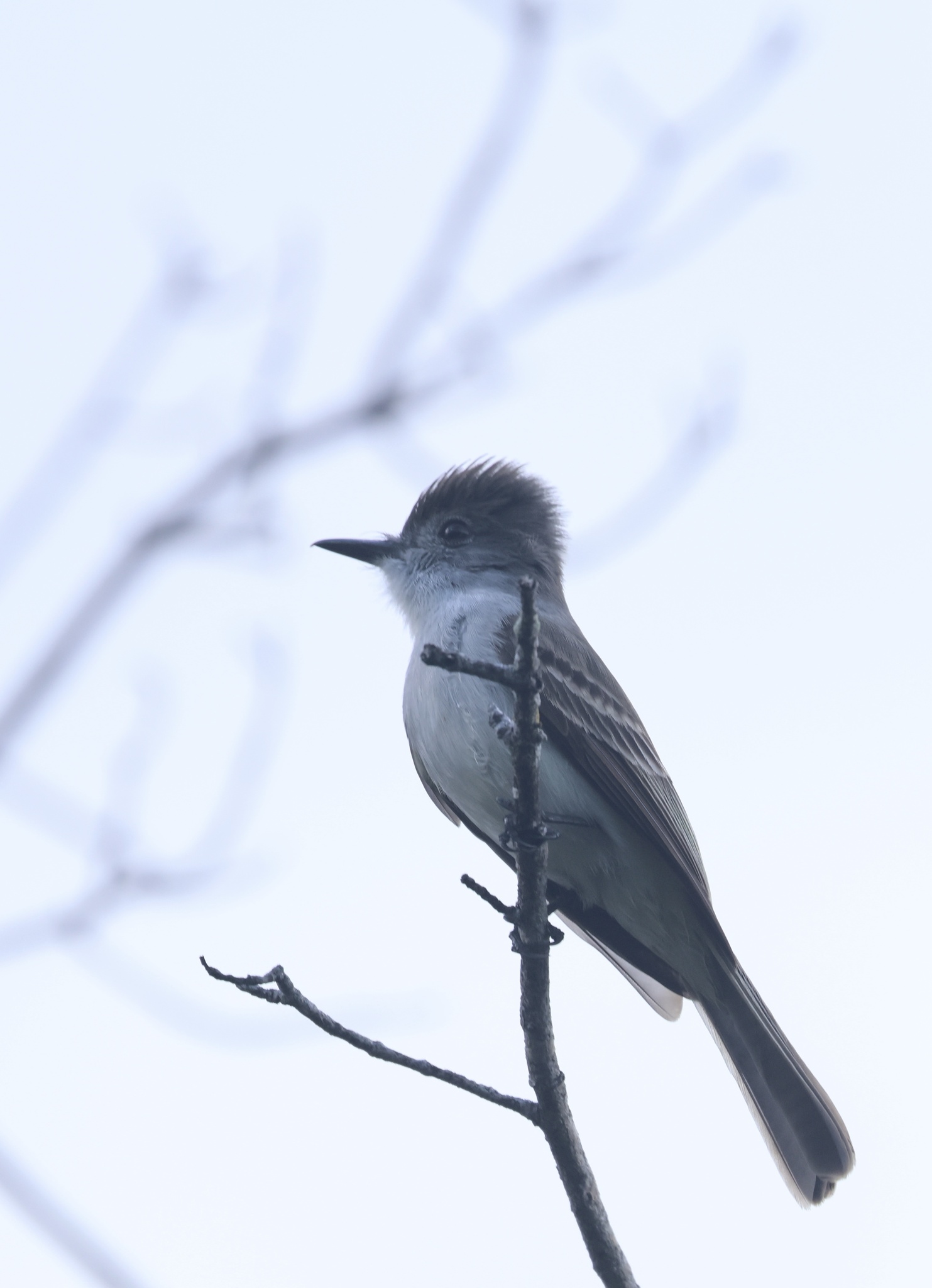 La Sagra's Flycatcher (Myiarchus sagrae), photo 3
