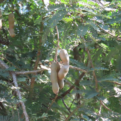 Tamarindo (Tamarindus indica)