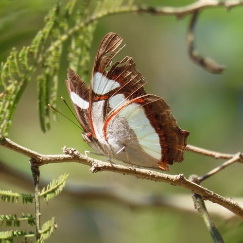 Leading Red-ring (Pyrrhogyra neaerea)