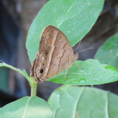 One-pupil Satyr (Vareuptychia similis)