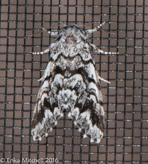 Panthea acronyctoides