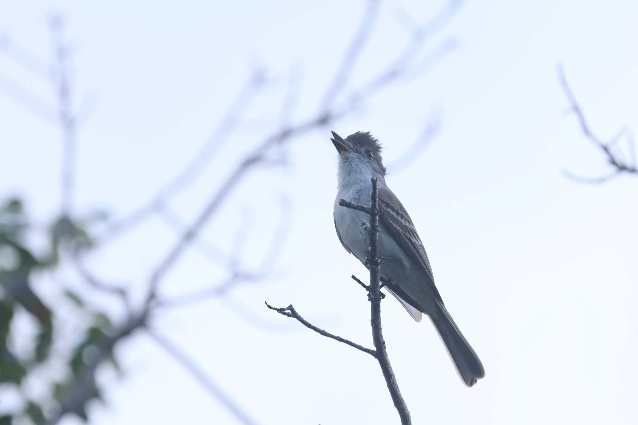 La Sagra's Flycatcher (Myiarchus sagrae), photo 4