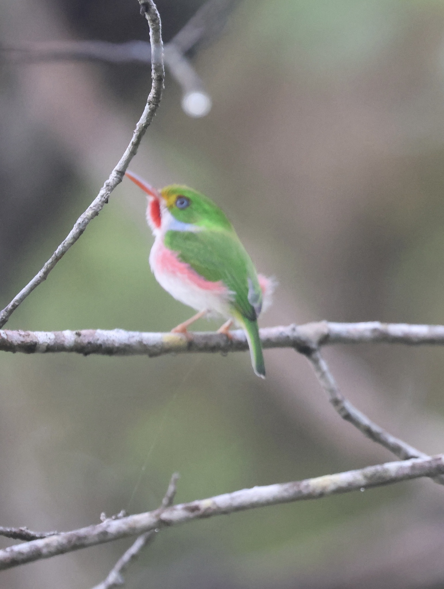 Cuban Tody (Todus multicolor), photo 9
