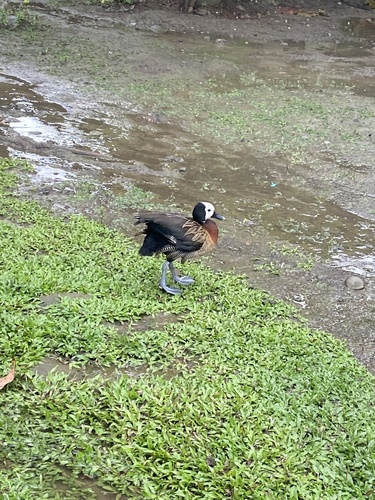 iNaturalist: (c) Yasmín Quintero Durango, some rights reserved (CC BY-NC), uploaded by Yasmín Quintero Durango iNaturalist image