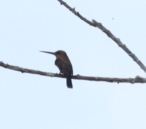 Brown Jacamar (Brachygalba lugubris), photo 8