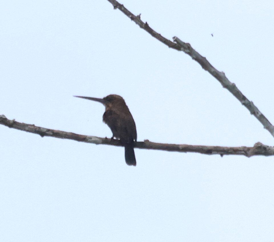 Brown Jacamar (Brachygalba lugubris), photo 10